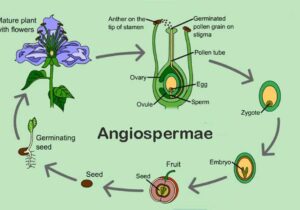 Angiospermae dan Ciri khususnya