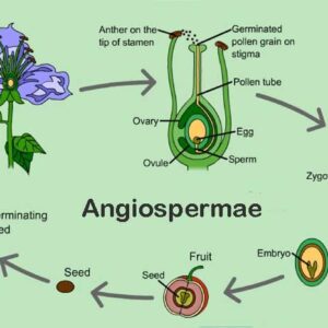 Angiospermae dan Ciri khususnya