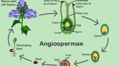 Angiospermae dan Ciri khususnya