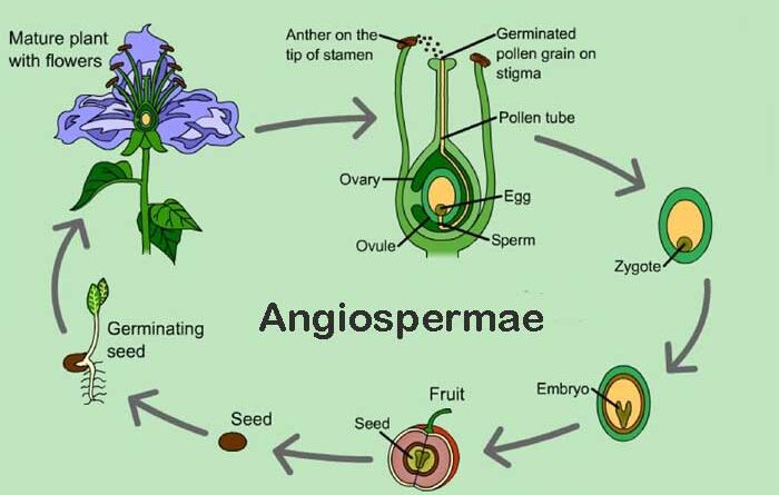 Angiospermae dan Ciri khususnya