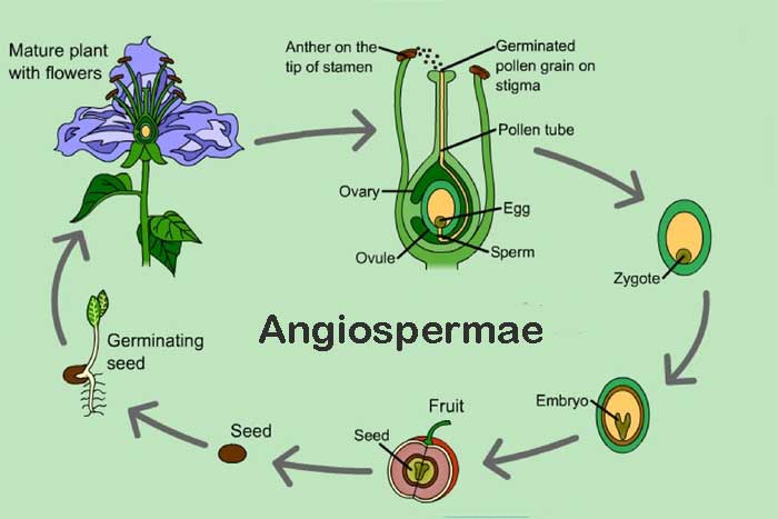 Angiospermae dan Ciri khususnya