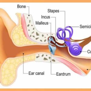 Bagian telinga dan Fungsinya