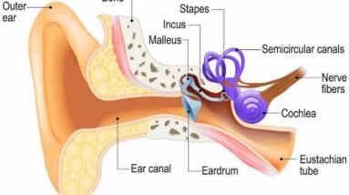 Bagian telinga dan Fungsinya