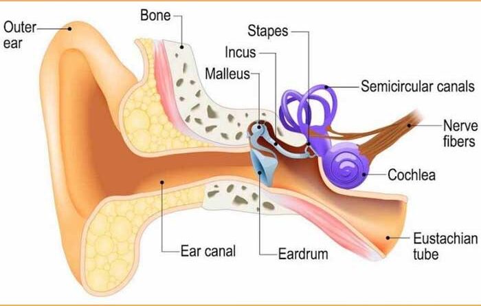 Bagian telinga dan Fungsinya