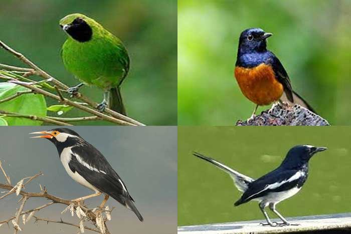 Burung Bersuara Merdu dan Paling Populer