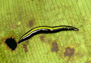 Klasifikasi Cacing Pipih (Platyhelminthes)