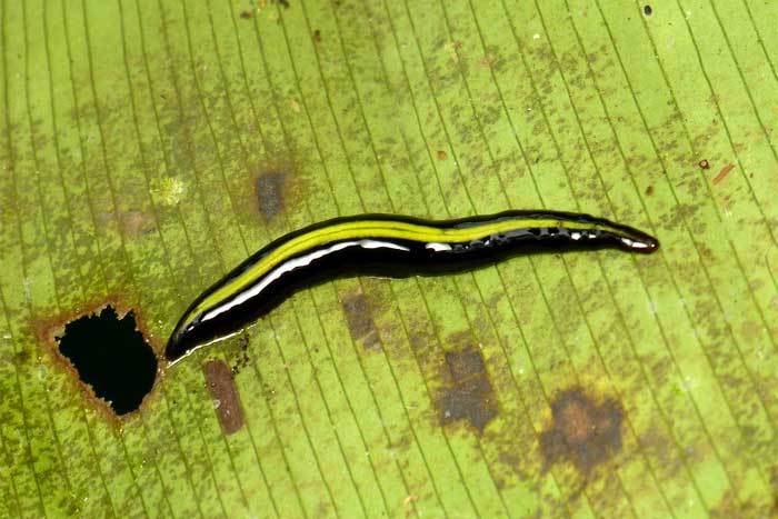 Klasifikasi Cacing Pipih (Platyhelminthes)