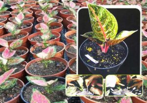 Memperbanyak Tanaman Hias Aglaonema