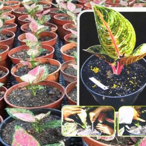 Memperbanyak Tanaman Hias Aglaonema