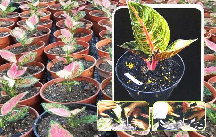 Memperbanyak Tanaman Hias Aglaonema