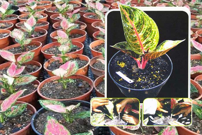 Memperbanyak Tanaman Hias Aglaonema