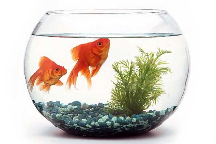 Merawat Ikan pada Akuarium