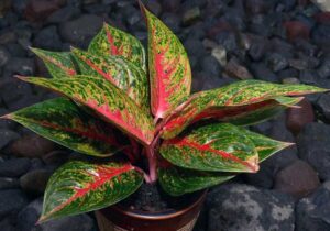 Perawatan Tanaman Hias Aglaonema