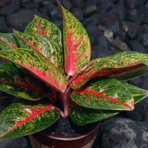 Perawatan Tanaman Hias Aglaonema