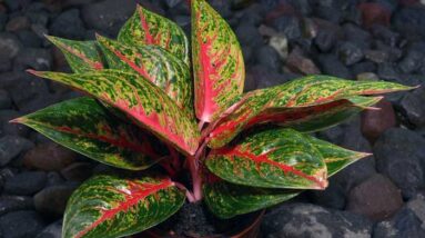 Perawatan Tanaman Hias Aglaonema