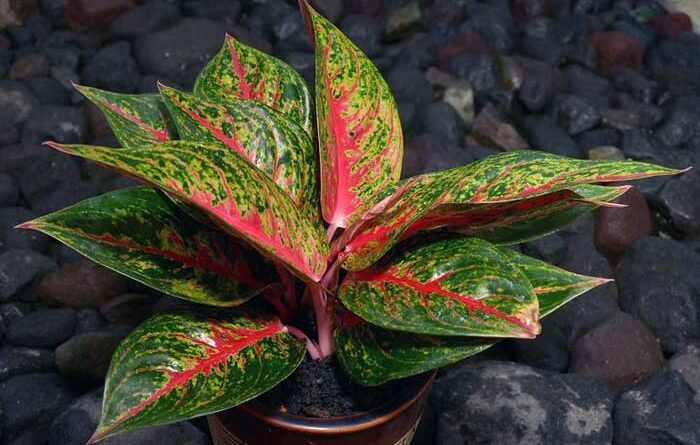 Perawatan Tanaman Hias Aglaonema