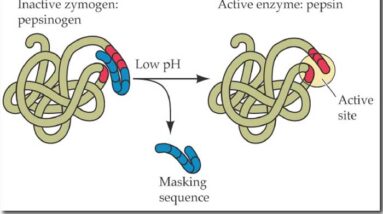 Perbedaan antara Pepsin dan Pepsinogen