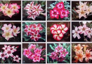 Revolusi Tanaman Hias Adenium