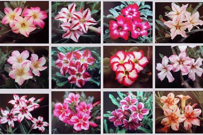 Revolusi Tanaman Hias Adenium