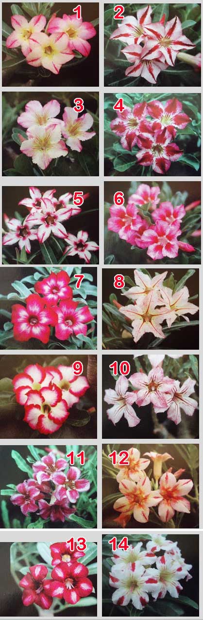 Tanaman Hias Adenium