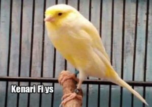 kenari f1 ys